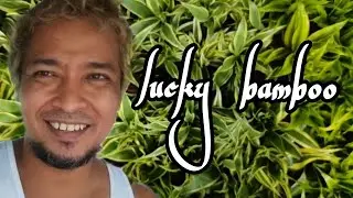 PAANO PARAMIHIN ANG LUCKY BAMBOO #luckybamboo #luckyplant