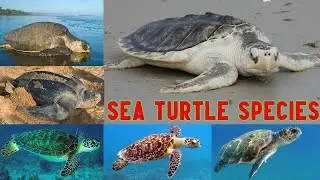 Все виды морских черепах/список видов морских черепах/морские черепахи