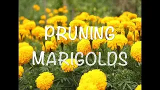 Pruning or Deadheading Marigolds