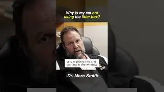 Cat Peeing Outside the Box? Marc Smith, DVM, MS Explains Why