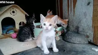 I LIKE THE WAY THEY ACT eps.368 #meow #kittens #cats