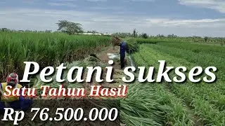 OMSET 76.500.000 satu tahun dengan membudidaya rumput odod - Rincian detail Budi daya rumput odod