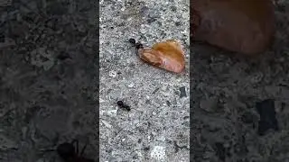#busy #ants #ameisen #fourmis  #nature #outdoor #shorts