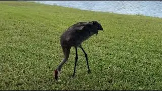 Florida Sandhills