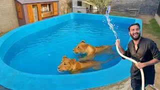 Swimming Pool Mai Liger or Lara Ko Nehla Diya Aaj To 🥰 || Shehr Main Dihat