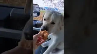 Cute Dogs Being Funny in This Amazing Compilation #funnydogs #dogvideos #cutedogs #puppyfun
