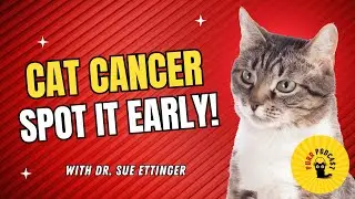 Why Early Detection Matters in Cat Cancer with Dr. Sue Ettinger - Purr Podcast