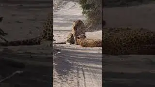 Fight For Love #jungle#wildlife #shortvideos #leopard #shorts #shortvideo #reels#forest#junglehunter