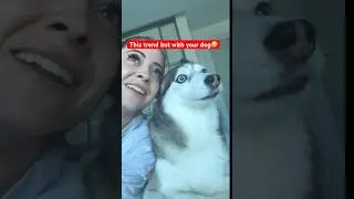 HIS REACTION OMG!!!!!!🤣 #1million #dog #beagle #funnyanimals #funnydogs #dogs