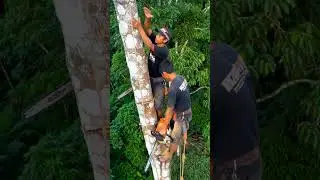 wow skill chainsaw‼️#chainsaw #wood #automobile #woodworking #bandsaw#goodjob#senso#woodscraft