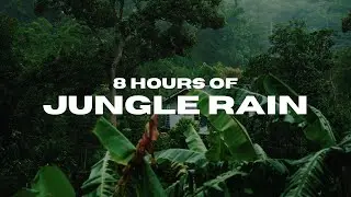 8 Hours of Jungle Rain 🌧️ | Deep Sleep, Relaxation & Flow State Ambience