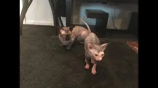 sphinx cat