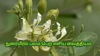 விழுதி இலையின் மருத்துவ பயன்கள்/மருத்துவ உலகம்