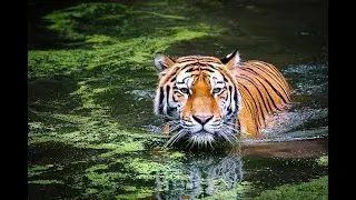 Tiger in Action 🐅 | Real Jungle Power || Discovery video || Animals videos || United States #live