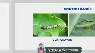 Dosis & Fungsi Pupuk BT Plus Bio