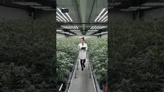 Smart Climate Control f&uuml;r Cannabis-Anlagen &ndash; PerClimate AG