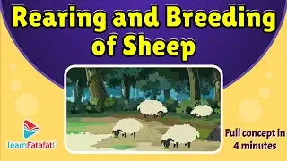 Class 7 Science Fibre to Fabrics - Rearing and Breeding of Sheep