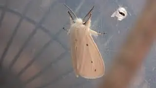 From Caterpillars to Agreeable Tiger Moths