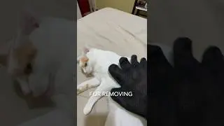 CAT&rsquo;S NOT FIGHTING The GROOMING GLOVE Anymore