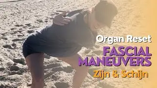 Organ Reset | Fascial Maneuvers : Organen opladen & herstellen