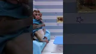 CoCo Monkey met a huge storm, swept away by the storm