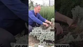 Как размножить сантолину хлопковую лаванду! #растения #сад #лаванда