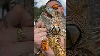 Razor Sharp Teeth On Iguana