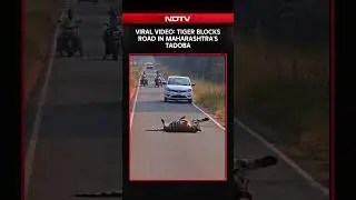 Viral Video: Tiger Blocks Road In Maharashtra's Tadoba, Halts Traffic for Hours
