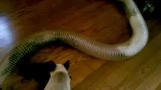 Ferrets playing in Super Thru-Way