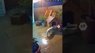 A''cat enter the house '' in Rain in #night CCTV #camera #captures #4
