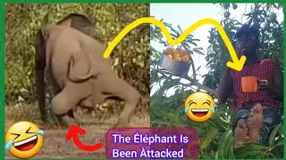 How To Forget About 2024 Election Results By Laughing.No one Can Stop You From Laughing not even EC