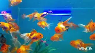 Ranchi fish aquarium