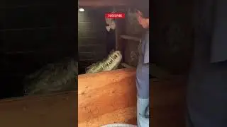 🥶🤙 Chilling at work | the crocodile king 🐊 #dangerousjobs #dangerous #chill #chilling #crocodile #fy