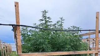Aug 6 outdoor Arizona cannabis grow 420