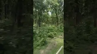 gola forest lakhimpur kheri