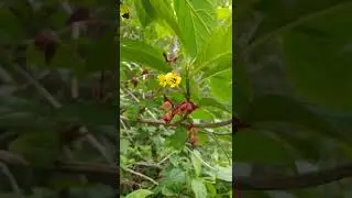 Honeysuckle: Indigenous Algonquin Abenaki Language translation🎺#abenaki  #languageback #honeysuckle