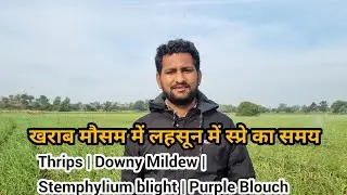ख़राब मौसम में लहसुन में स्प्रे #downymildew #thrips #stemphyliumblight अब हुआ है फंगस का तेज़ हमला 