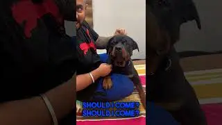 Showcasing Rottweiler Protective Behaviour. Rottweilers Attack Command.. ssshh.. #shorts #rottweiler
