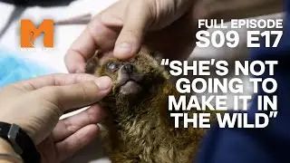 Tiny Loris, Big Drama: Health Checks in Vietnam | Season 9 Episode 17 | Full Episode | Monkey Life