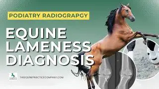 Equine Lameness Diagnosis: Radiograph Strategy & Farrier Collaboration