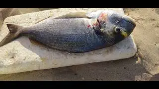 surfcasting, pesca de praia difícil com muito limo, e alguma atividade.