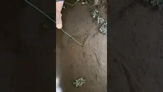 belut nya kelaparan
