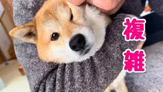 パパのこと好きなのにいざ抱きしめられると拒否しちゃう思春期みたいな柴犬が可愛い