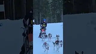Sled Dogs in Action #shorts #dogsled #dogsledding #winteractivities #winteradventures