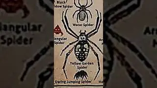 TYPES OF SPIDERS|YELLOW GARDEN SPIDER|PART-11|#creature #spider@LIKEMYTH @tseries @MrBeast