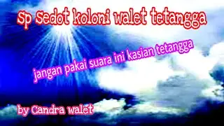 Sp sedot koloni walet tetangga||sp terbaik