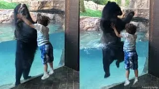 Leap for joy! Bear jumps with boy at Nashville Zoo