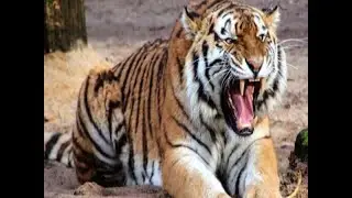 Under fire, Fadnavis promises probe into tigress killing | Master Stroke (5.11.2018)