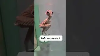 FOTO CHE DEVI ASSOLUTAMENTE VEDERE!! 