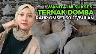 Rahasia Sukses Ternak Domba. Dari Enam Jadi Ratusan Ekor | @sudutkandang35